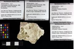 Foto (Objket + Etiketten) von Galatheoidea indet. 